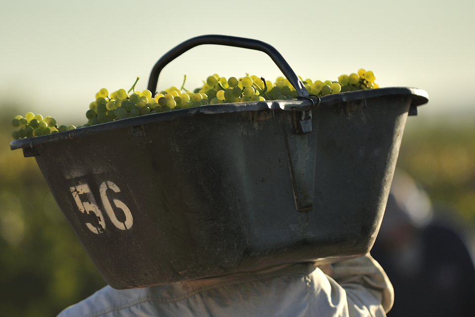 What is Chamapagne - Champagne Grapes Harvest