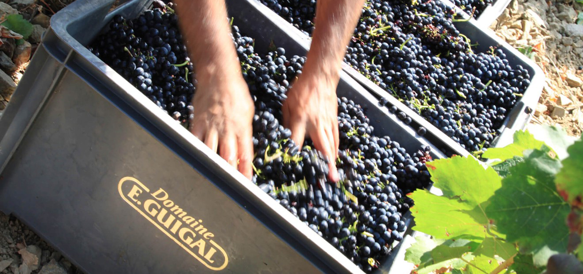 Domaine E Guigal Domaine E Guigal