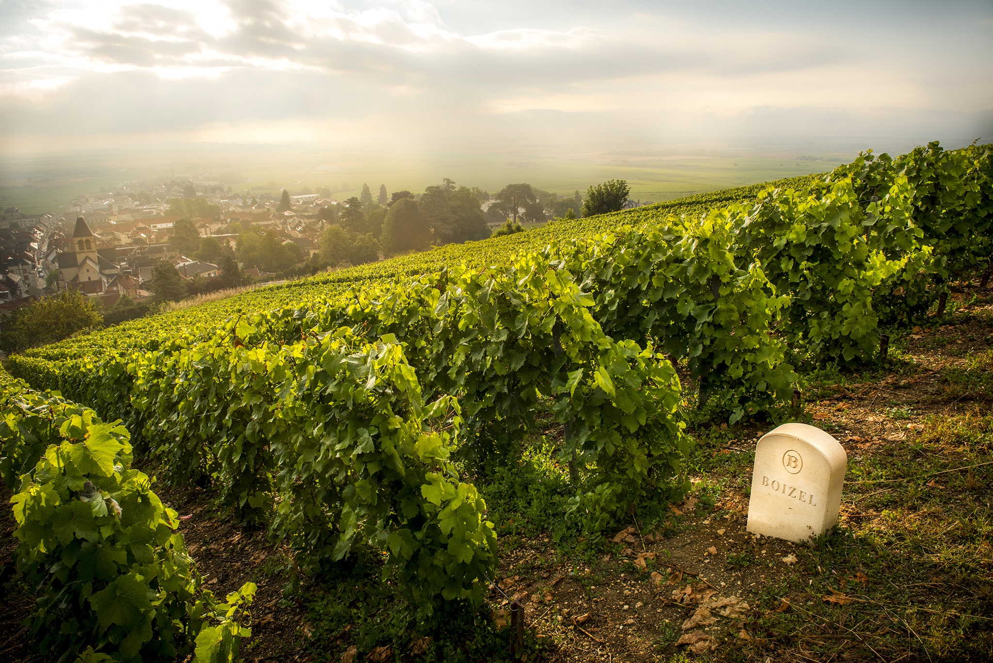 Boizel vineyard