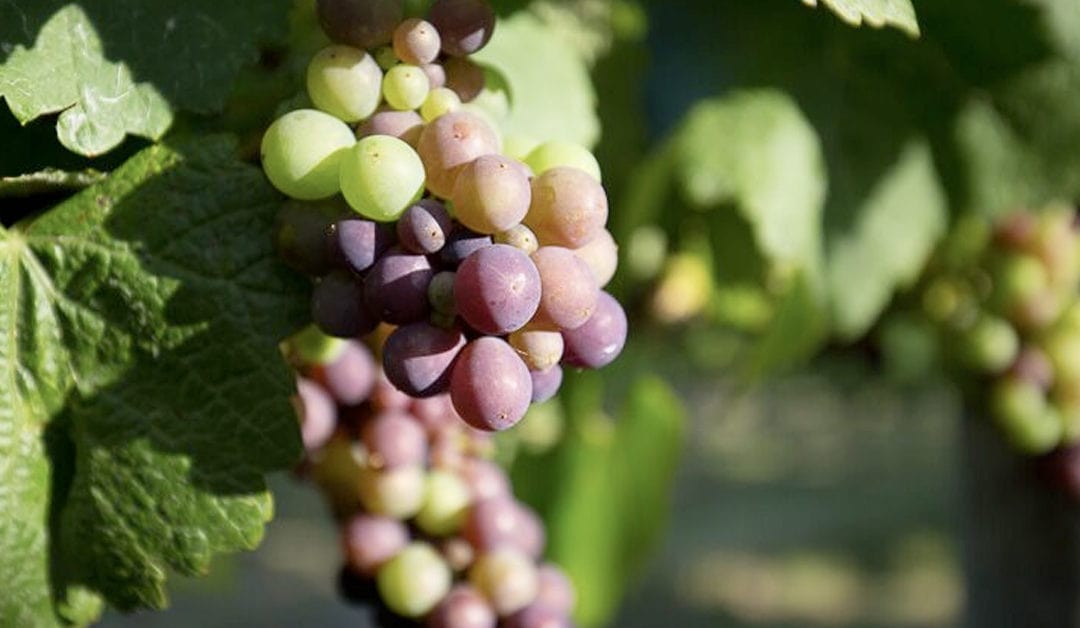 Champagne Grapes - PInot Gris
