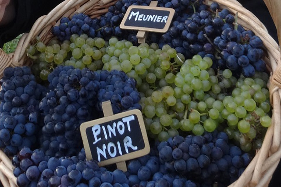 Pinot Meunier Champagne Grapes with Pinot Noir Champagne Grapes