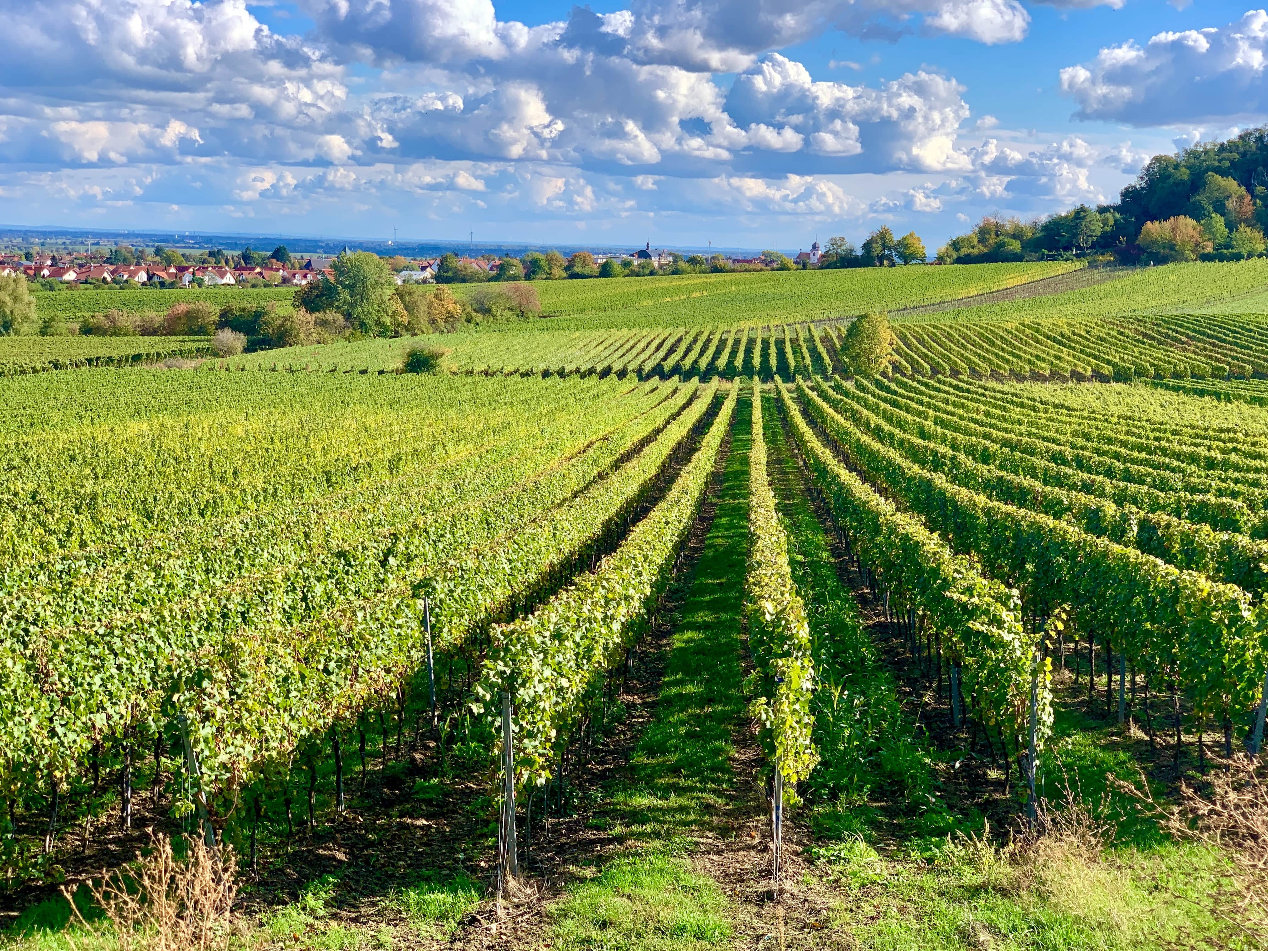 Champagne Facts - Vineyard in Champagne