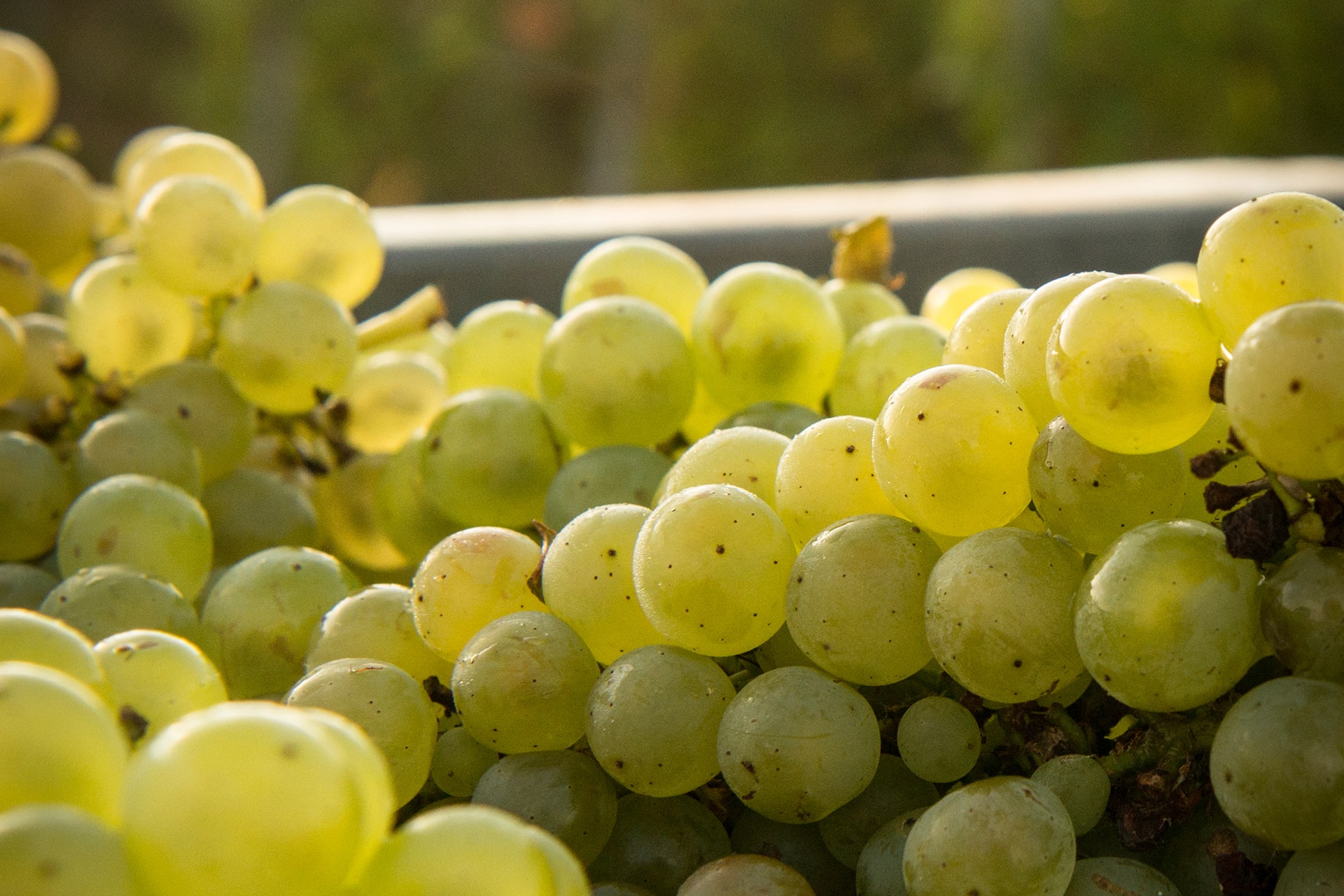 How is Champagne made - White grapes harvest